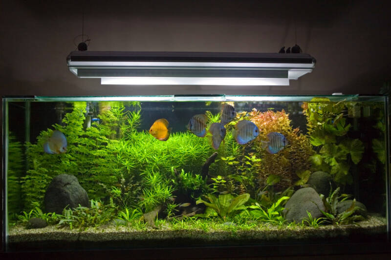 A big freshwater planted aquarium 