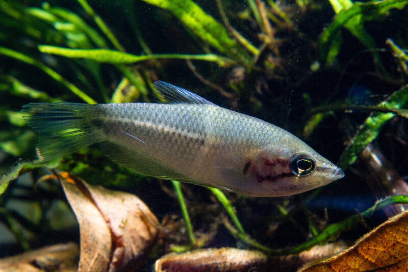 Chocolate gourami is swimming close to the dried Indian almond cleaves on the bottom