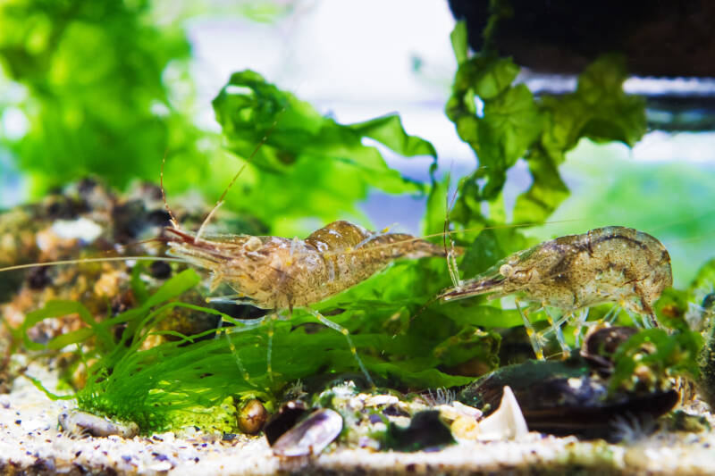 Baltic prawns on a green macroalgae in a saltwater aquarium