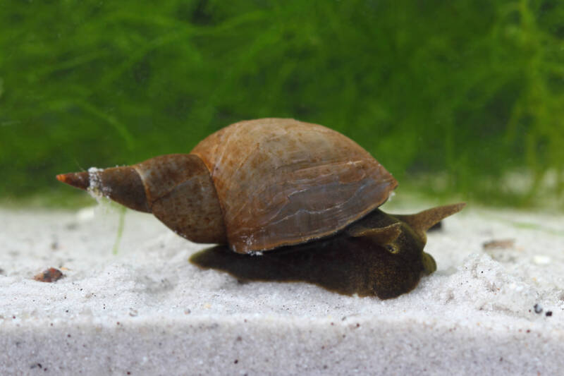 Lymnaea stagnalis also known as pond snail crawling on a sandy bottom in a freshwater aquarium