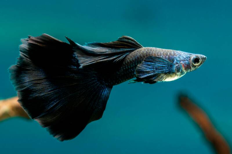 Male fancy guppy on a blue background