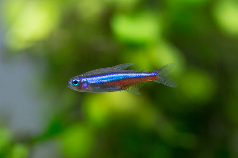 Male neon tetra on a blurry background