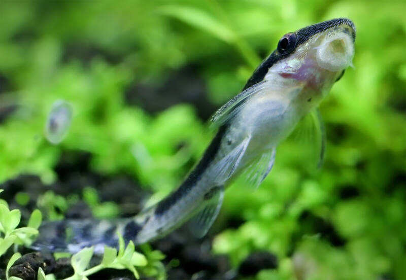 Otocinclus sp. close-up in a freshwater aquarium