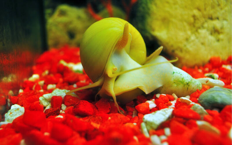 Pomacea bridgesii also known as apple snail crawling on a coloured substrate in a freshwater tank 