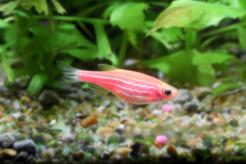 Red zebrafish in a planted aquarium