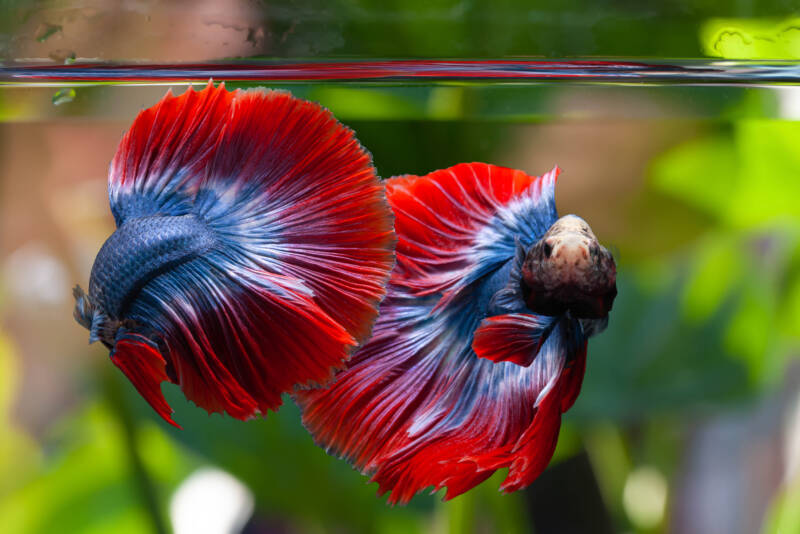 Rosetail halfmoon bettas swimming together