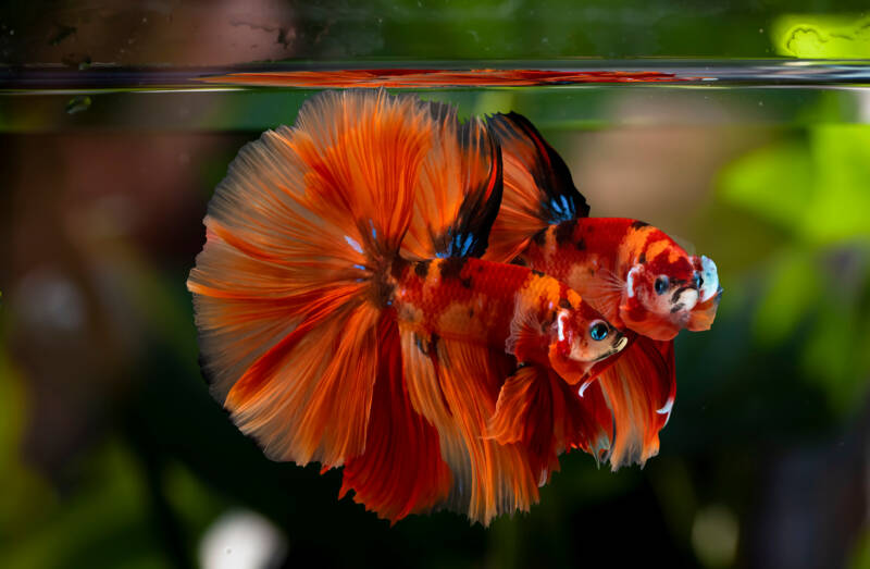 A pair of Siamese fighting fish rosetail halfmoon bettas in the aquarium