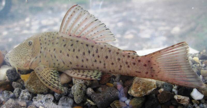 A view of Chaetostoma milesi commonly known as rubber lip pleco on the aquarium bottom