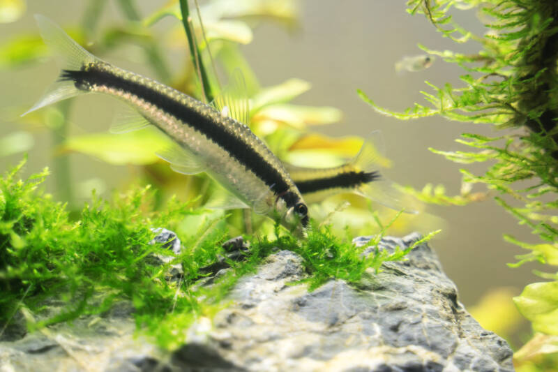 Crossocheilus siamensis also known as Siamese algae-eater feeding on algae in a freshwater aquarium