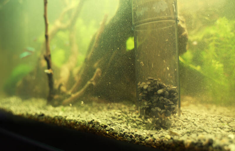 Using a gravel siphol in the aquarium