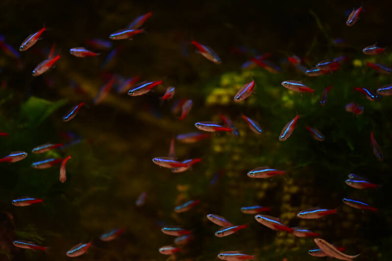 Neon tetras large school under dim light