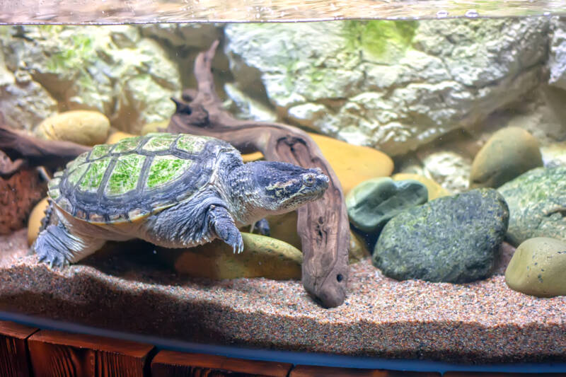 A turtle is swimming in the aquarium decorated with stones