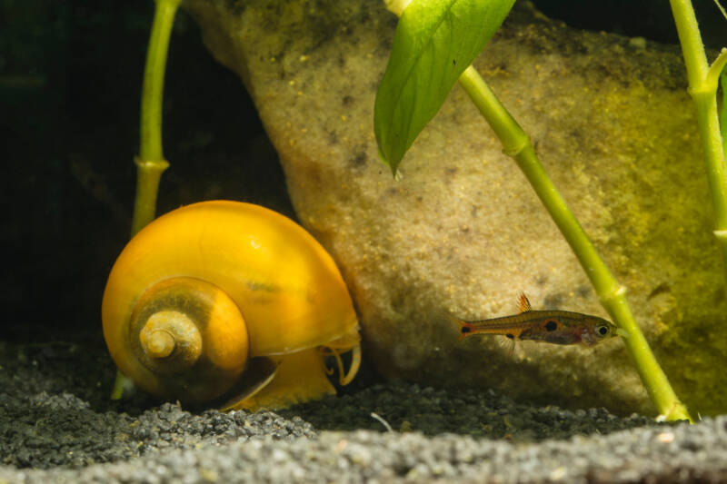 Apple snail closed in its shell at the aquarium bottom