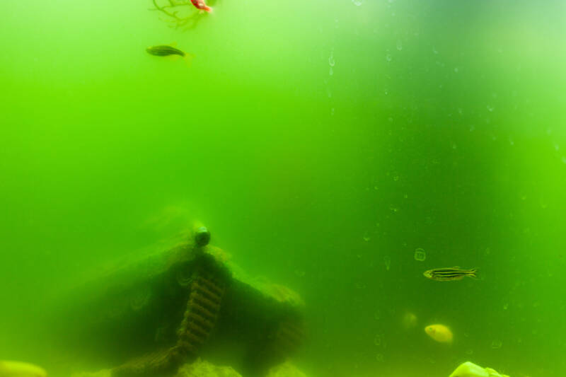 Aquarium with green water