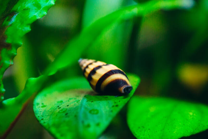 Assassin snail is resting on a leaf