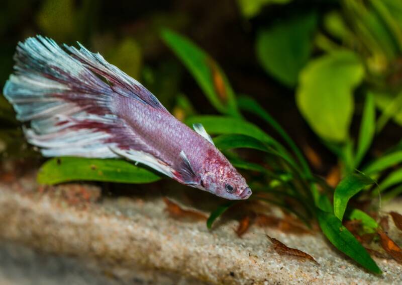 A macro shot of a betta Splendens facing off with a red cherry shrimp