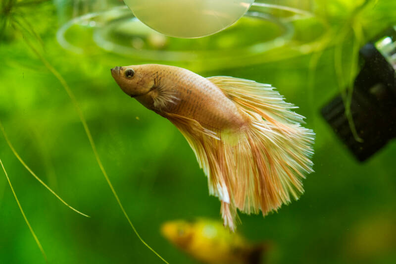 Betta splendens also known as Siamese fighting fish or betta swimming to the water surface in a planted aquarium