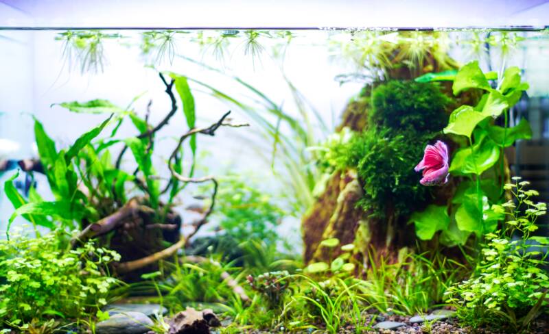 Siamese fighting fish also called Betta splendens swimming in a big planted aquarium