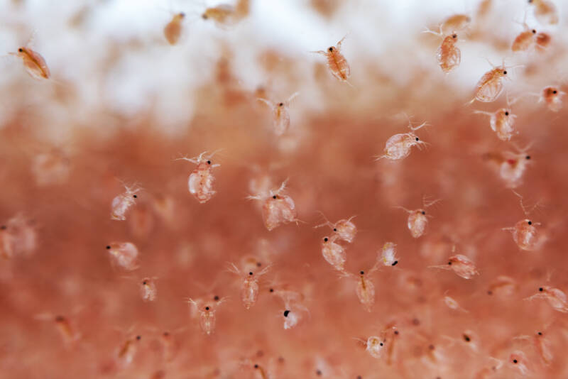 A macro shot of Daphnia, a genus of small planktonic crustaceans 