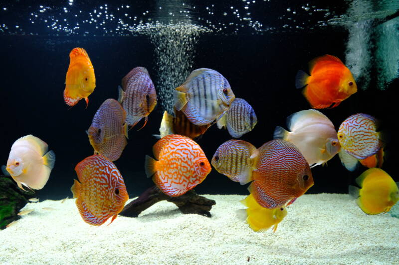 Discus aquarium setup