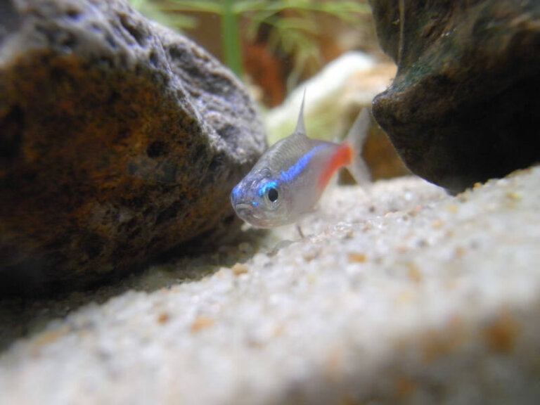 Do Fish Sleep? How Aquarium Fish Rest and Stay Healthy