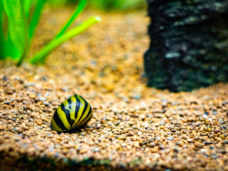 Nerite snail on the aquarium bottom