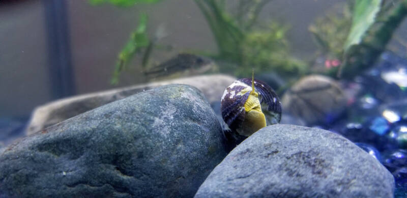 A snail is on the rock in the aquarium