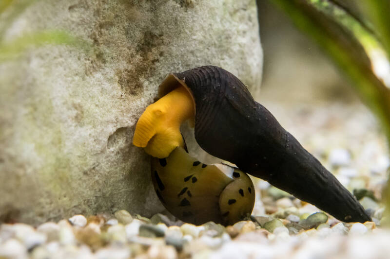 Rabbit snail crawling on on top of a nerite snail