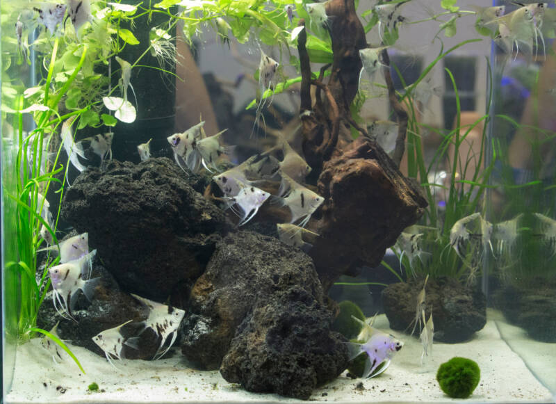 Angelfish aquarium setup