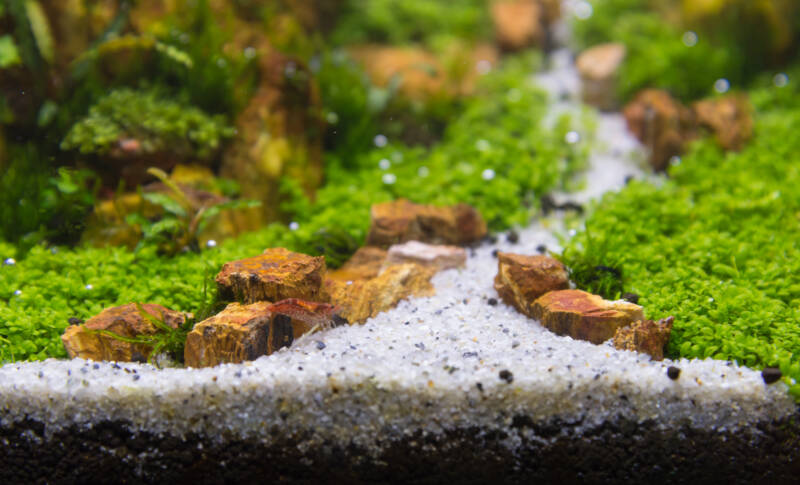 Close up of aquarium decoration