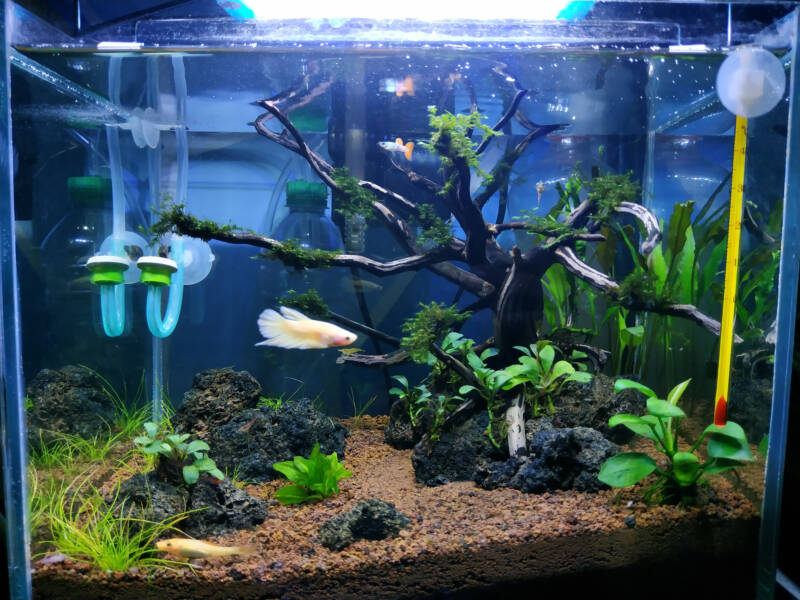 Betta fish and guppies in a planted aquascape