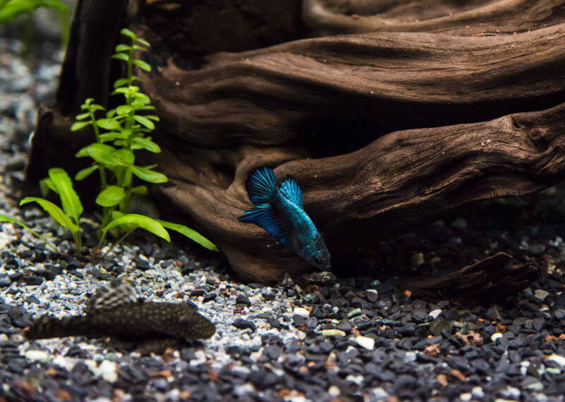 Plakat betta and a pleco in a decorated aquarium