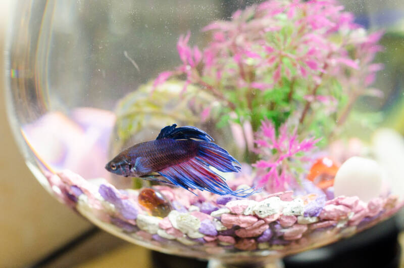 Betta fish in a bowl