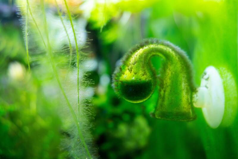 CO2 drop checker covered with black beard algae in the aquarium