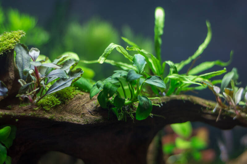 Bogwood driftwood with attached aquatic plants