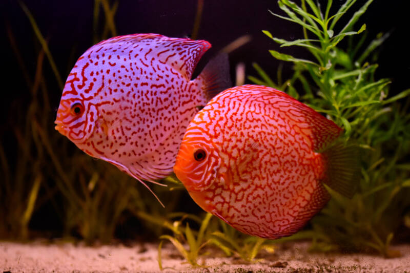 A pair of discus fish in the aquarium