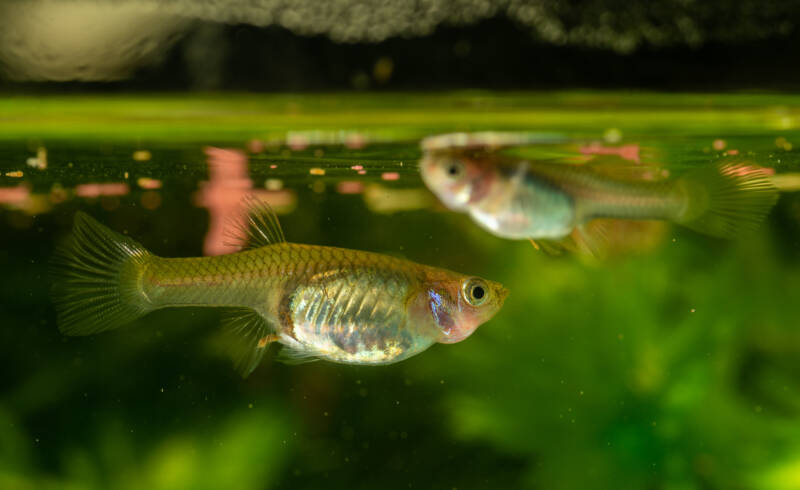 Several guppies feeding on flakes in aquarium