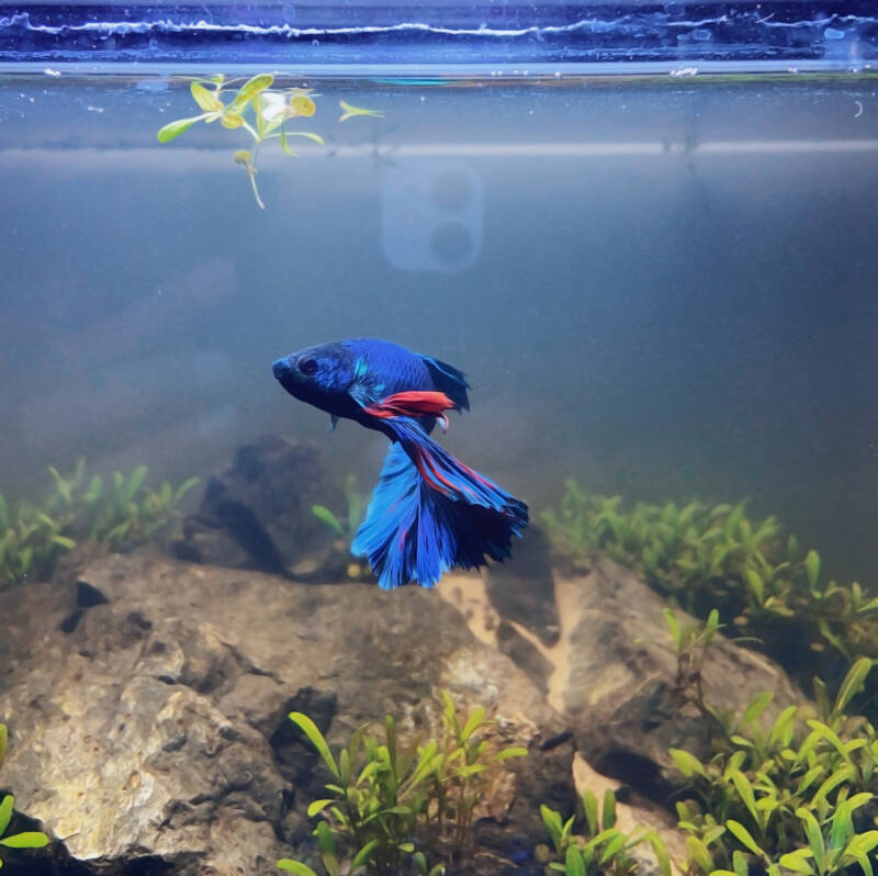 Halfmoon betta fish in a big decorated aquarium