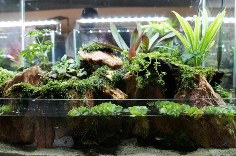 Aquascape in paludarium