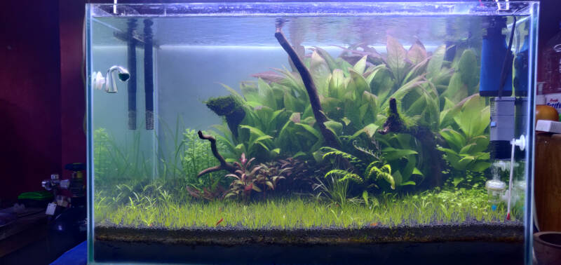 Low-light aquarium with thriving plants