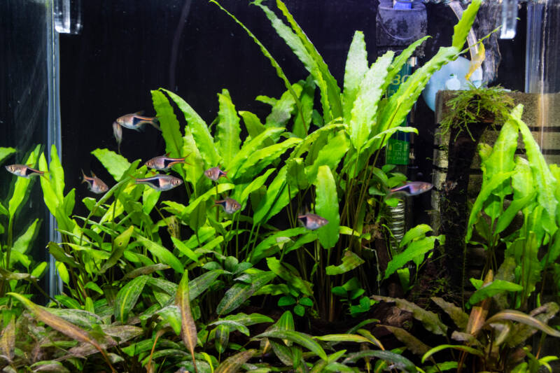 A school of rasboras in a planted tank