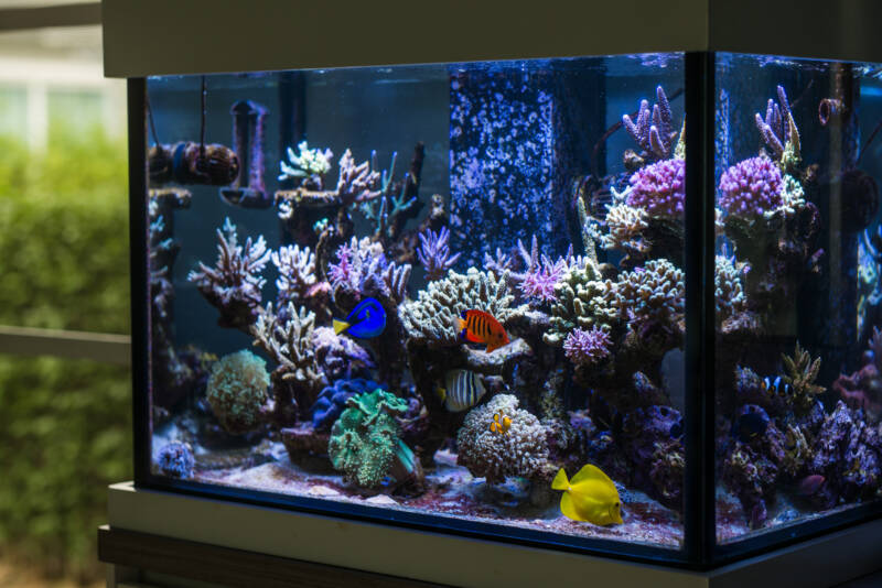 Blue tang with its tank mates in a reef tank