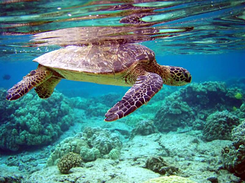 Chelonia mydas commonly known as green sea turtle swimming near a reef