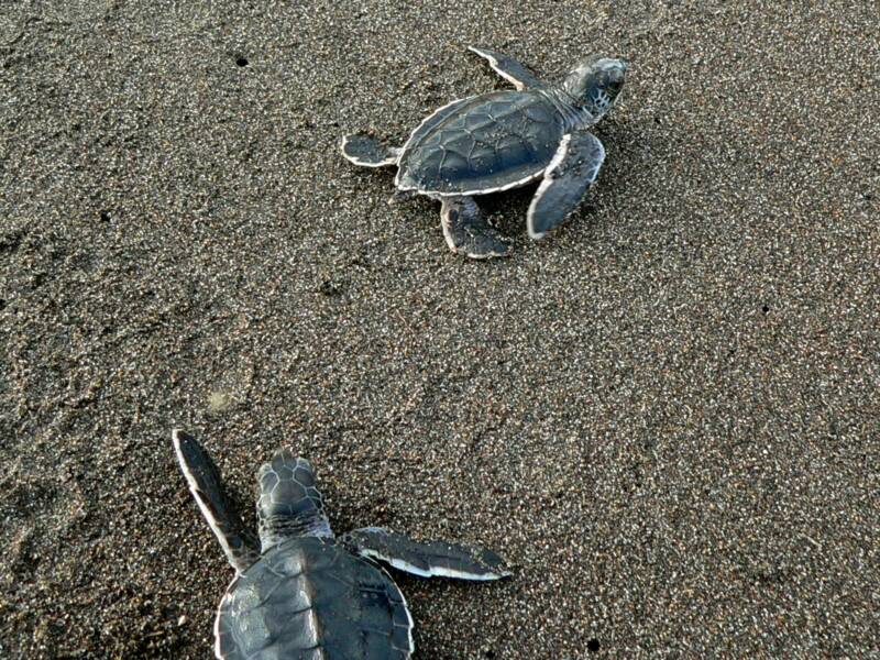 Green Turtle Hatchlings (Chelonia mydas)