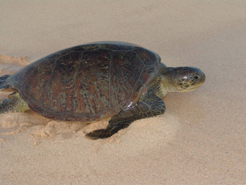 Female Green Turtle returning to sea after laying eggs Long Beach Ascension Island