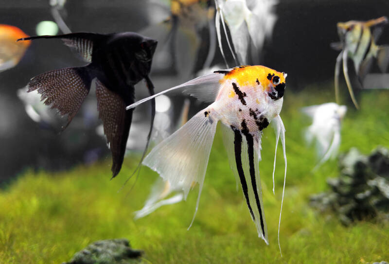 A school of angelfish in the aquarium