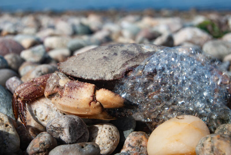 A crab bubbles at its mouth as it breaths air after the tide has left it on the rocky beach 