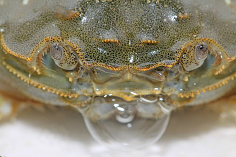 Close up of spitting bubble of crab