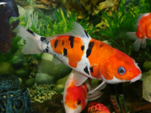How Big Do Goldfish Get? Growth Rate, Tank Size & Care Tips - Goldfish Bowl Size For Optimal Growth Uk