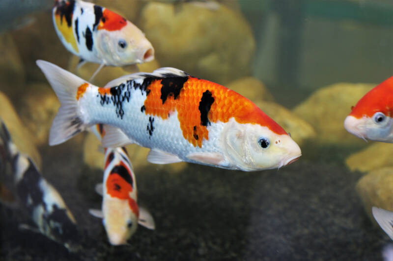 Fancy carps also known as koi swimming in the aquarium 